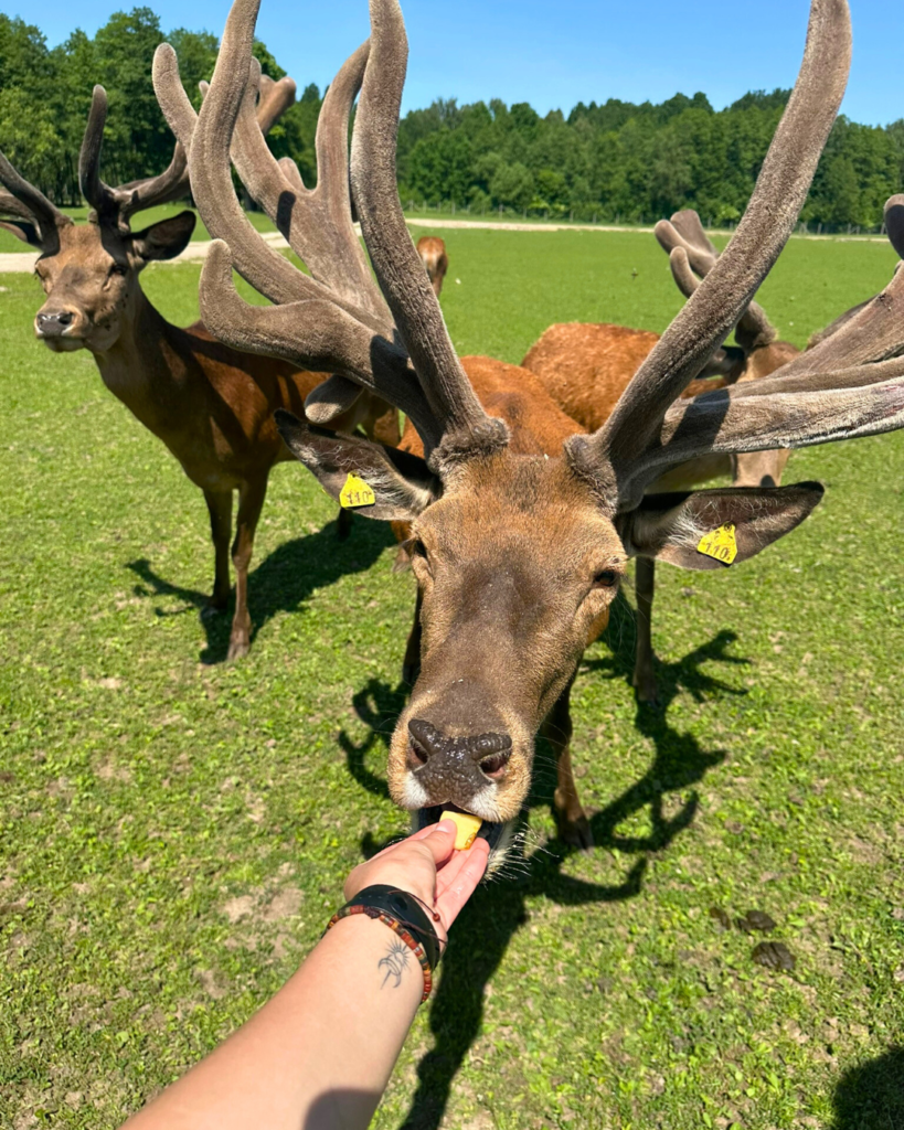Turėsite galimybę patys pamaitinti elnius iš rankos – tai ne tik įsimintina patirtis, bet ir artimas ryšys su gyvūnu.