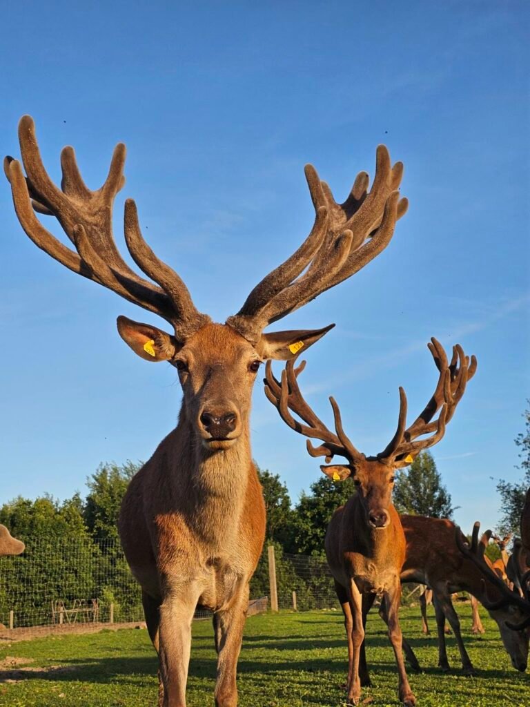 Sužinosite įdomiausių faktų apie tauriuosius elnius – jų gyvenimo būdą, ragų augimą ir elnių šeimos santykius.
